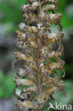 Bird’s-nest Orchid (Neottia nidus-avis)