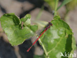 Large Red Damselfly (Pyrrhosoma nymphula)