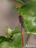 Large Red Damselfly (Pyrrhosoma nymphula)