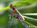 Large Red Damselfly (Pyrrhosoma nymphula)