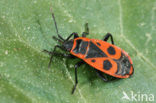 Vuurwants (Pyrrhocoris apterus)