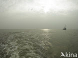 Waddensea