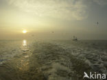 Waddenzee