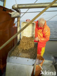 Waddensea