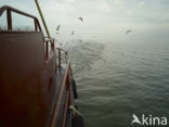 Waddenzee