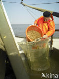 Waddensea