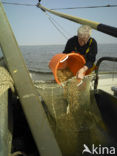 Waddenzee