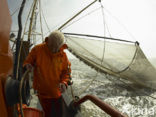 Waddensea