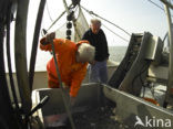 Waddensea