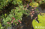 Wateraardbei (Potentilla palustris) 
