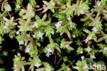 New Zealand Pigmyweed (Crassula helmsii)