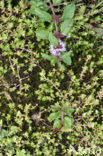 New Zealand Pigmyweed (Crassula helmsii)