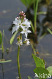 common buckbean (Menyanthes trifoliata)