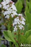 common buckbean (Menyanthes trifoliata)