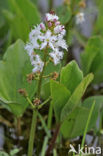 common buckbean (Menyanthes trifoliata)