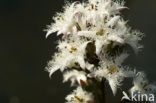 common buckbean (Menyanthes trifoliata)