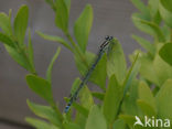 Waterjuffer (Coenagrion sp.)