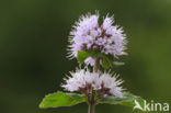 Watermunt (Mentha aquatica)