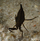 Waterscorpion (Nepa cinerea)