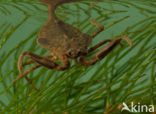 Waterscorpion (Nepa cinerea)