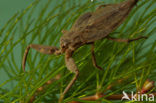 Waterscorpion (Nepa cinerea)