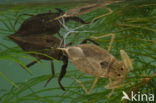 Waterscorpion (Nepa cinerea)