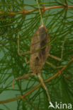 Waterschorpioen (Nepa cinerea)