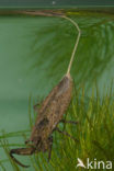 Waterschorpioen (Nepa cinerea)