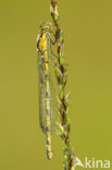 Watersnuffel (Enallagma cyathigerum)