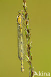 Watersnuffel (Enallagma cyathigerum)