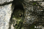 White-throated Dipper (Cinclus cinclus)