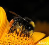 Weidehommel (Bombus pratorum)