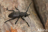 Weaver Beetle (Lamia textor)