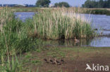 Mallard