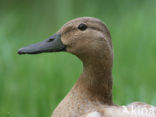 Mallard
