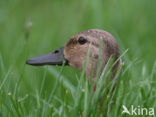 Mallard