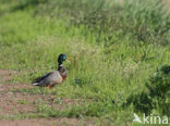 Mallard
