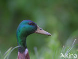 Mallard