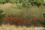 Wilde gagel (Myrica gale) 