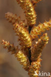 Wilde gagel (Myrica gale) 