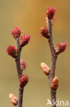 Wilde gagel (Myrica gale) 