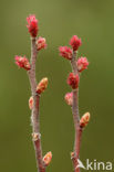 Wilde gagel (Myrica gale) 