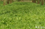 Wilde herfsttijloos (Colchicum autumnale) 
