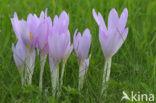 Meadow Saffron (Colchicum autumnale)