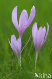 Wilde herfsttijloos (Colchicum autumnale) 