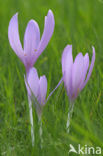 Meadow Saffron (Colchicum autumnale)