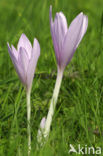 Wilde herfsttijloos (Colchicum autumnale) 