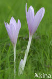 Wilde herfsttijloos (Colchicum autumnale) 