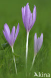 Wilde herfsttijloos (Colchicum autumnale) 