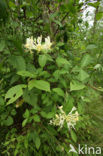 Honeysuckle (Lonicera periclymenum)